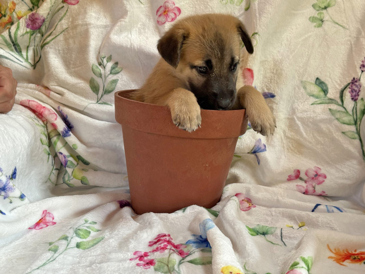 chinook puppy